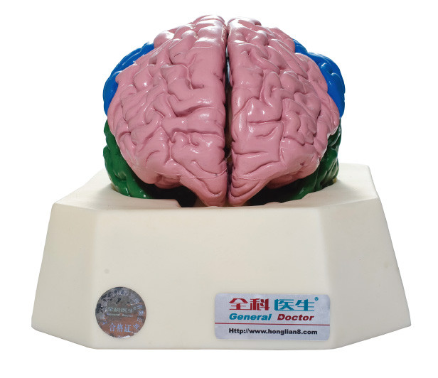병원을 위한 두뇌 로브 Anatomyical 시뮬레이터, 학교 해부학 훈련