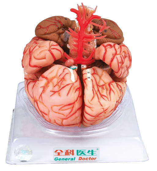 의과 대학 훈련을 위해 대뇌 동맥을 가진 두뇌 모형