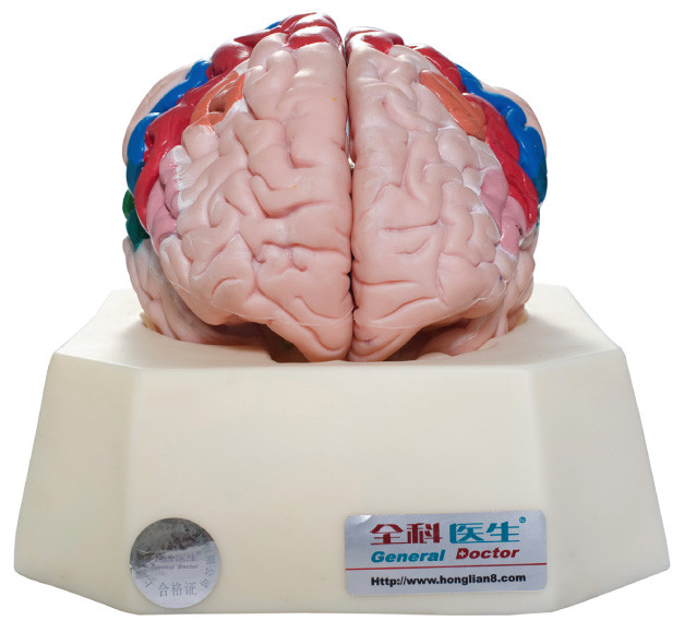 대뇌 피질 병원을 위한 인간적인 해부학 모형, 학교 훈련의 기능적인 지역