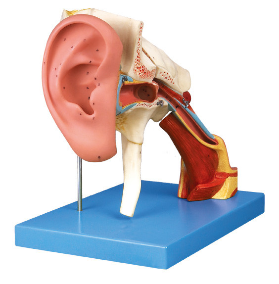Removeable 귀 인간적인 해부학 모형은 훈련을 위한 외부의, 중간과 내이를 보여줍니다