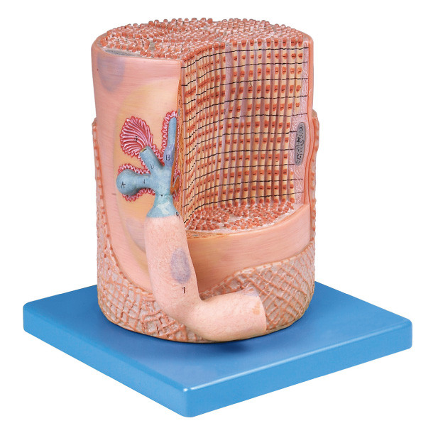 모터 종판 의학 교육을 위한 인간적인 해부학 모형을 가진 신경계 골격 근육섬유