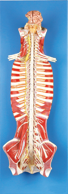 척추 운하 인간적인 해부학 모형 훈련 인형에 있는 척수