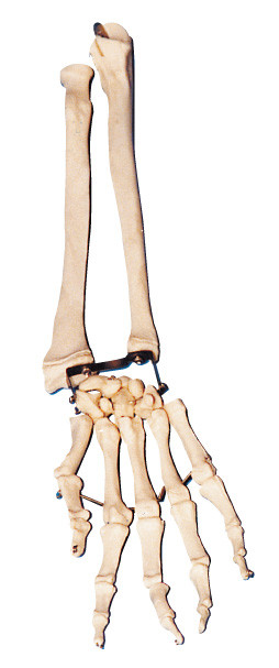 팔꿈치를 가진 종려 뼈 - 뼈와 광선 뼈는 해부학 모형 훈련 공구를 무장합니다