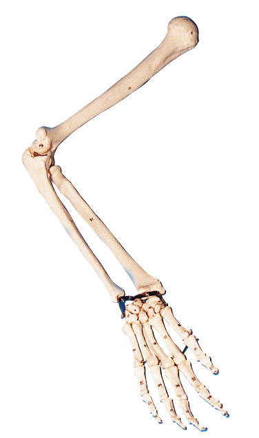실험실 훈련을 위한 실물 크기 해부학 팔 모형/인간적인 해부학 모형