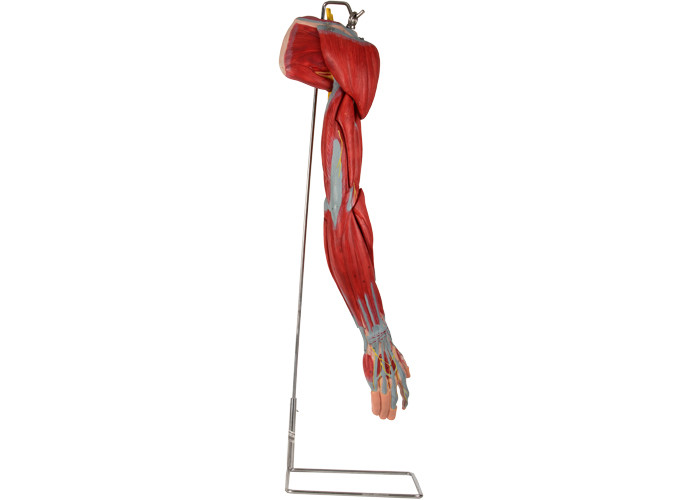 주요 베슬 신경과 팔 PVC 인간 해부 모델