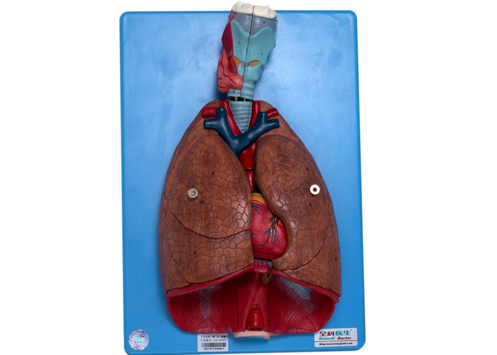 인간 해부 후두, 심장, 폐, 훈련하기 위한 혈관