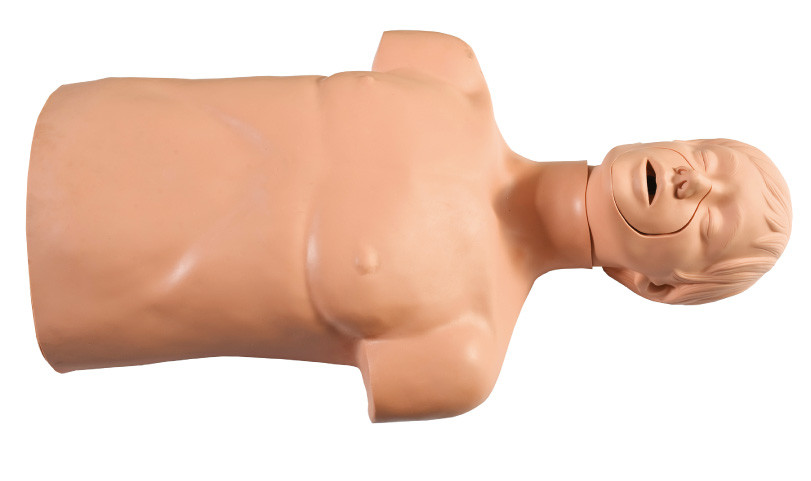 절반 환경 보호 PVC - CPR 가동 실행을 위한 몸 응급조치 인체 해부 모형