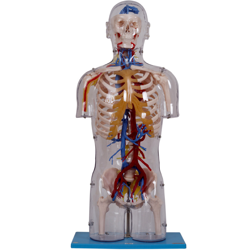 신경 및 혈관 구조가 있는 투명한 몸통 인체 해부학 모델