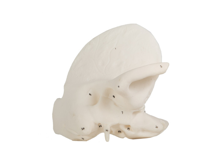 의과대학 훈련의 인간 해부학 측두골 모델