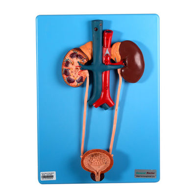 비뇨기 방식은 배우는 학교를 위해 신장과 방광을 포함합니다