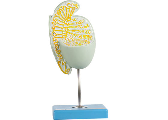 훈련하는 의과대학의 안쪽 구조 확대된 고환 모델