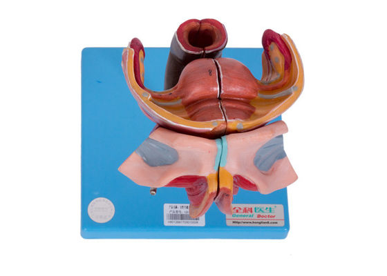 훈련하는 대학의 여성 외부적이고 내부 생식기 기관 모델